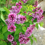lilac for landscaping