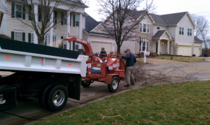 tree removal service in St Louis, MO